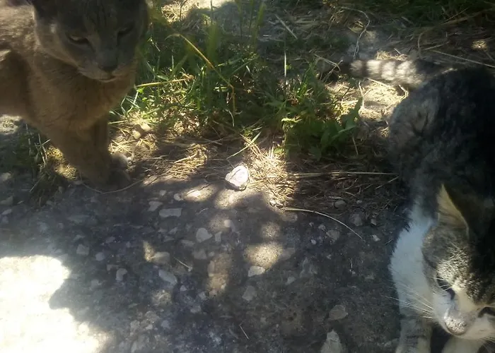 Appartamento Lontza *